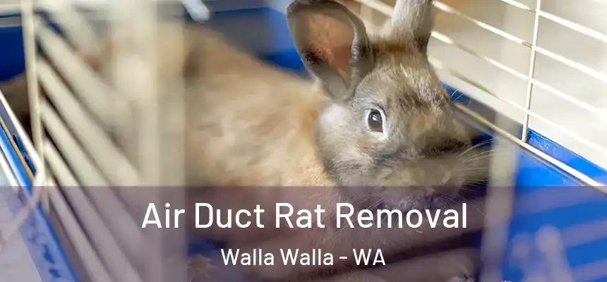 Air Duct Rat Removal Walla Walla - WA