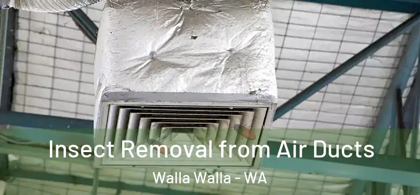  Insect Removal from Air Ducts Walla Walla - WA